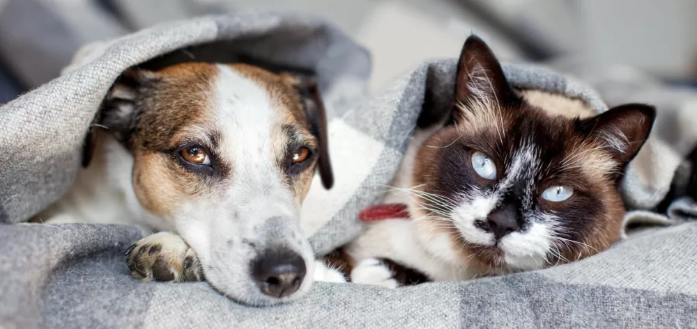 pets dogs cats saving tips switzerland